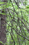Pin oak